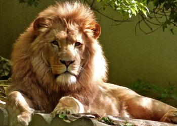 Lions and Some interesting about them you might want to check out