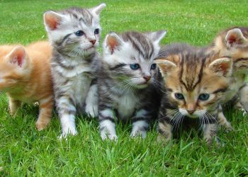 Top 5 breeds of cats to adopt